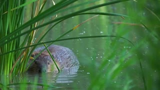 Wet Beaver