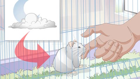 How To Get A Hamster To Sleep