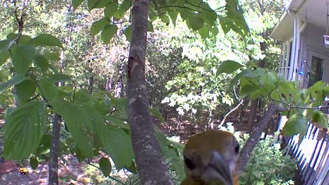 View from the branches