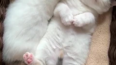Cute Cats sleeping