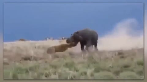 hungry lion irritating the peaceful hippo