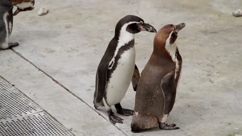 penguins squabbling