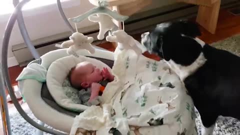Cute Dogs and Babies are Best Friends Dogs Babysitting Babies Video