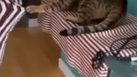 Funny cat and owner video.