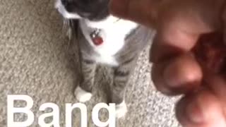 Cat Flawlessly Reacts To Being "Shot"