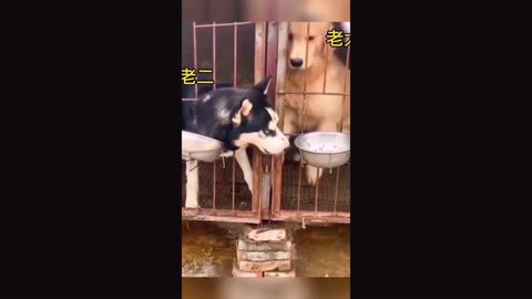 Sand sculpture pets sacrifice IQ to bring us joy