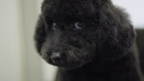 Portrait of the fluffy cute black puppy close up