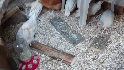 Guinea Keet's and chicken chicks older