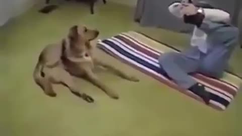 Dog teaches you how to do yoga.