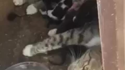 Cat give birth in abandoned areas