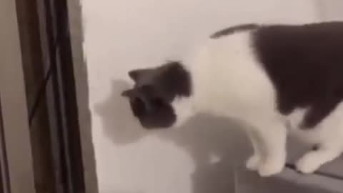 The best funny cats video compilation