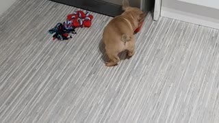 French bulldog puppy plays/chews/hides anything he can find