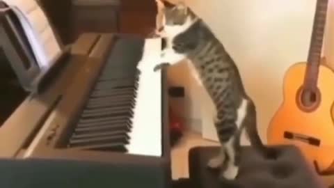 Beautiful cat play the piano.