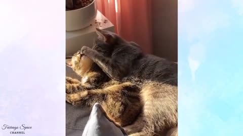 Funny Animals Tiktok Compilation😺 Ep.36 Cute and Funny Animals