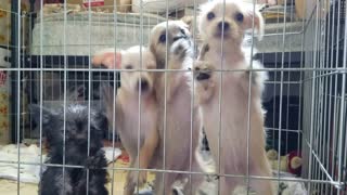 4 rescued adopted puppies