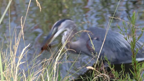 Blue Heron Fishing