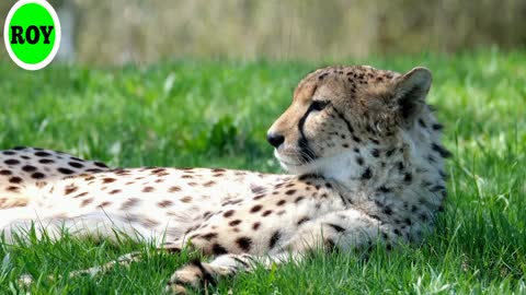 Watch a video of a leopard, an animal that is more terrifying than a tiger and smaller than a tiger