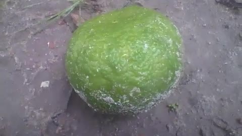 Orange falls off from the tree in the sand after a rainy night [Nature & Animals]