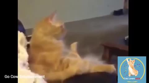 Funny Cats and Kittens Meowing _ Funny Cat Videos 2022 | Cute Pets