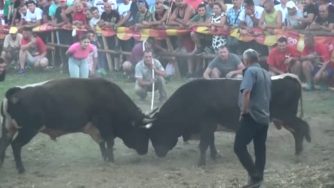 Peran (vl. Martina Batista) lozonja (vl. Braca sisic) bistrani kakanj