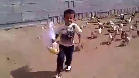 Funny Little boy getting chased by Chickens