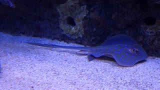 Blue spotted stingray On the seabed - man & camera