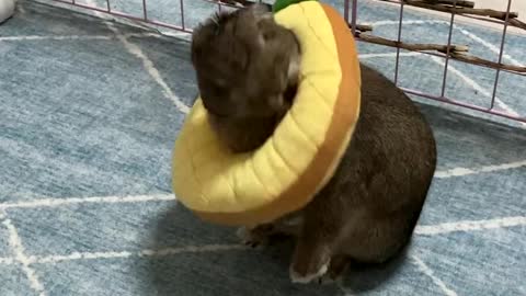 The rabbit wants to lick but can't, but it's so frustrating