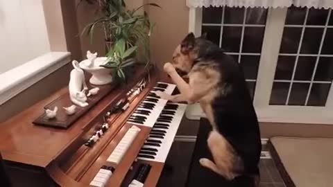 Dog Plays Piano and then Takes a Bow!