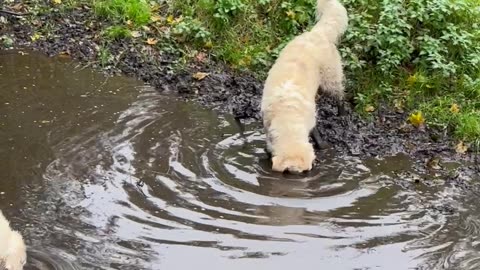 Golden Puppies Can't Resist Mud Puddle