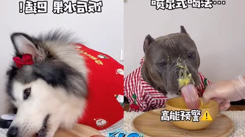 Pitbull VS Husky - ASMR Dog Mukbang!