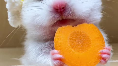 13. Immersion carrot eating 🥕 #golden bear #hamster #munchkin #mousekeeping daily share