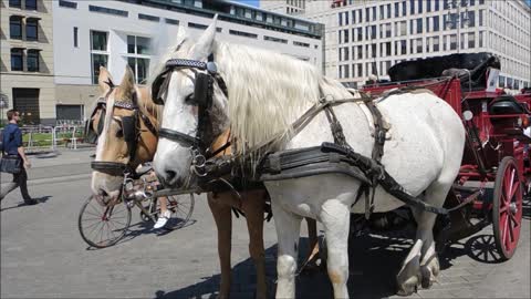 Two Couple Horses Carrying Carriage For Tourism Transport