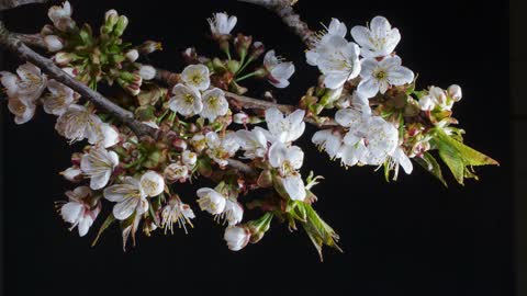 Blossom Of Cherry Blossom