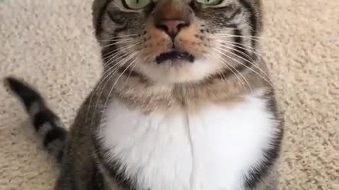 Funny and Cute Cat Singing| LOL
