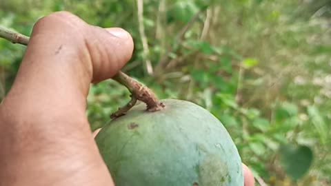 Mango fruit