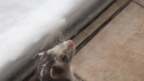 Adorable Ferret Encounters Snow For the First Time
