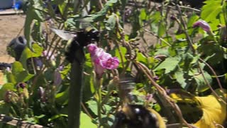 Bumble Bees doing their thing in my backyard