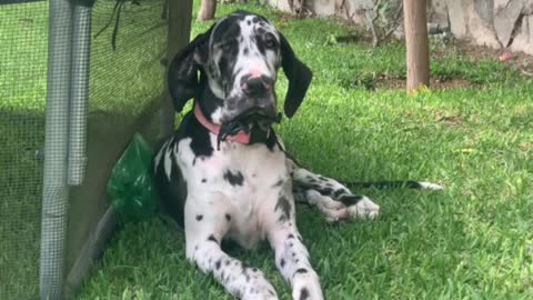 Great Dane guilty of eating toy, then sorry
