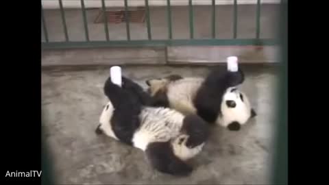 Cute Baby Panda Cubs