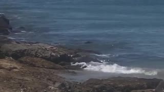 Humpback whales - Punta Leona, Costa Rica