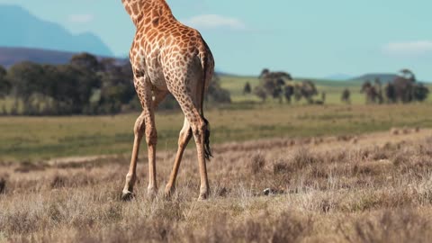 A Giraffe Walking In The Wilderness