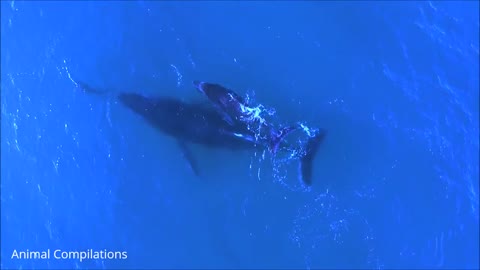 Wild Dolphins Swimming in HD