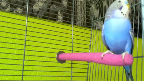 Singing Budgie - Happy Song | Most Beautiful Budgie Songs Ever