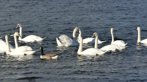 Single Duck Among Swans