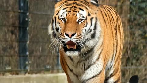 Angry tiger