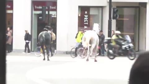 NEW - Blood-covered horses run loose through London.