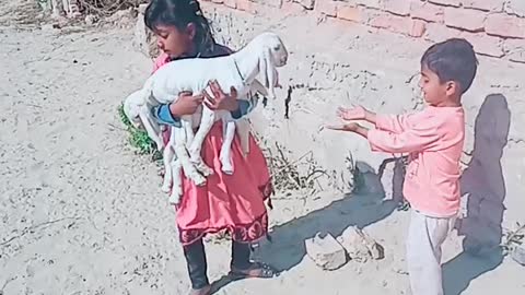 My Son And Daughter playing With Little Baby Goat!