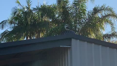 Kookaburra Goes for a Spin