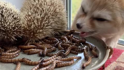 Fox and Hedgehogs Eat Worms