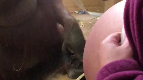 Orangutan Kisses Glass As Woman Shows Her Pregnant Stomach